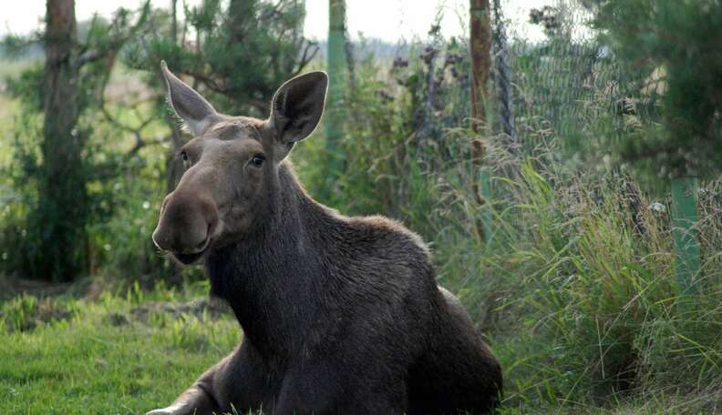 rescued moose loves his rescuer 