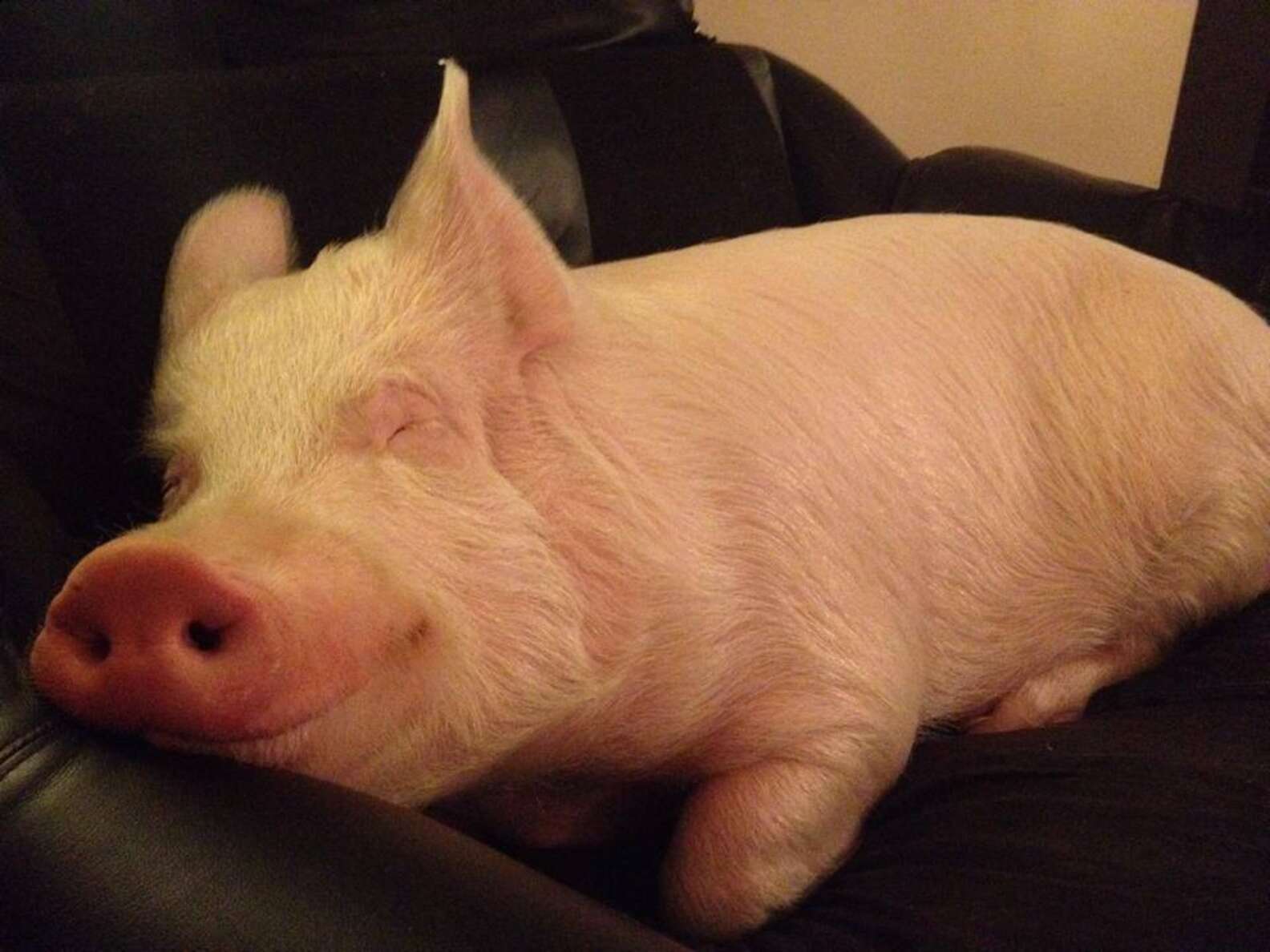 Свинья валяется. Спящий поросенок.