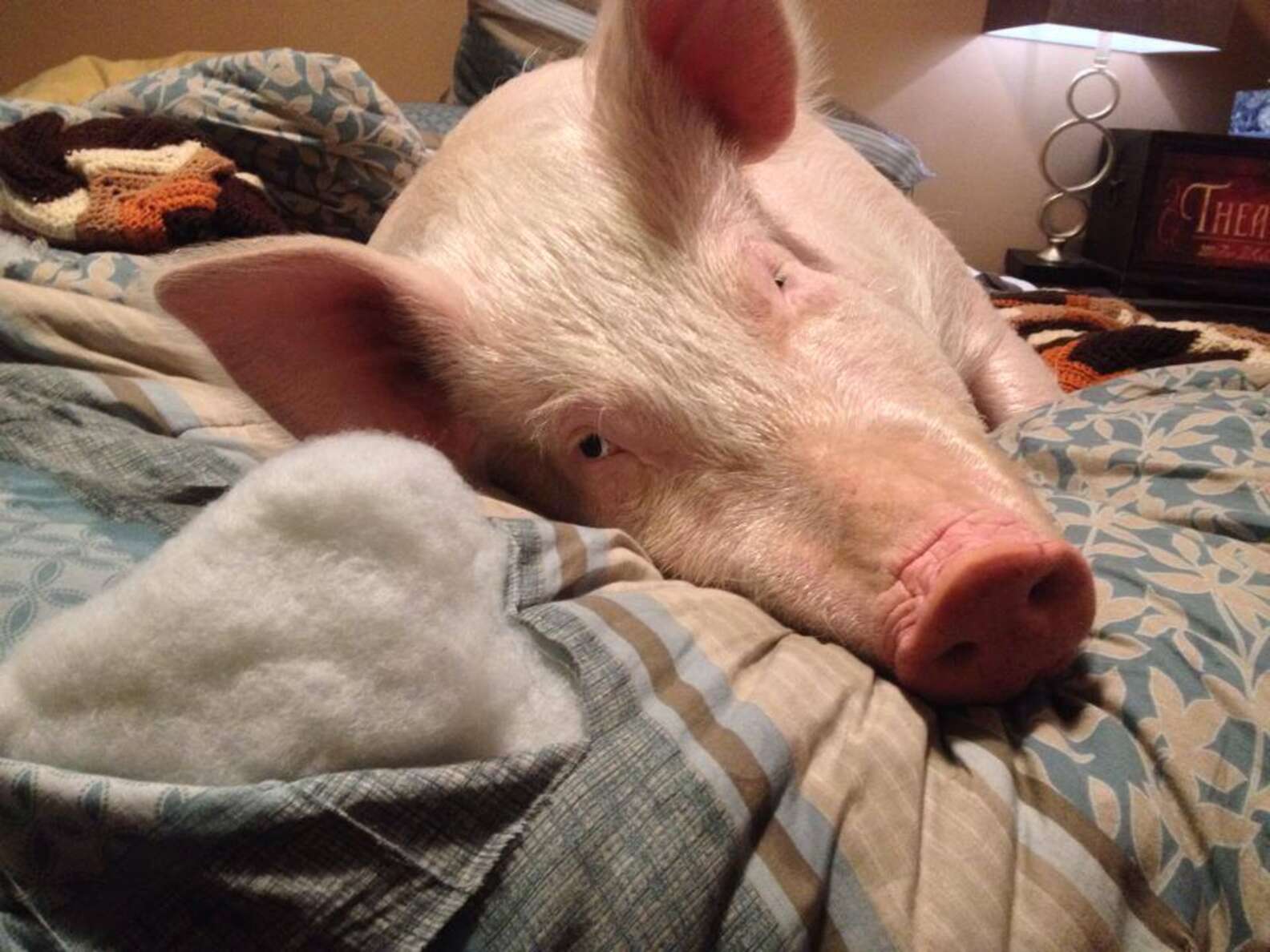 Meet Esther The Wonder Pig, Who's Changing And Saving Lives The