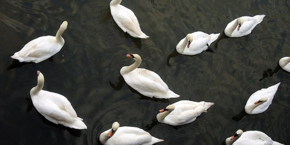 Grey swans, and what a bit of linguistics can teach you about