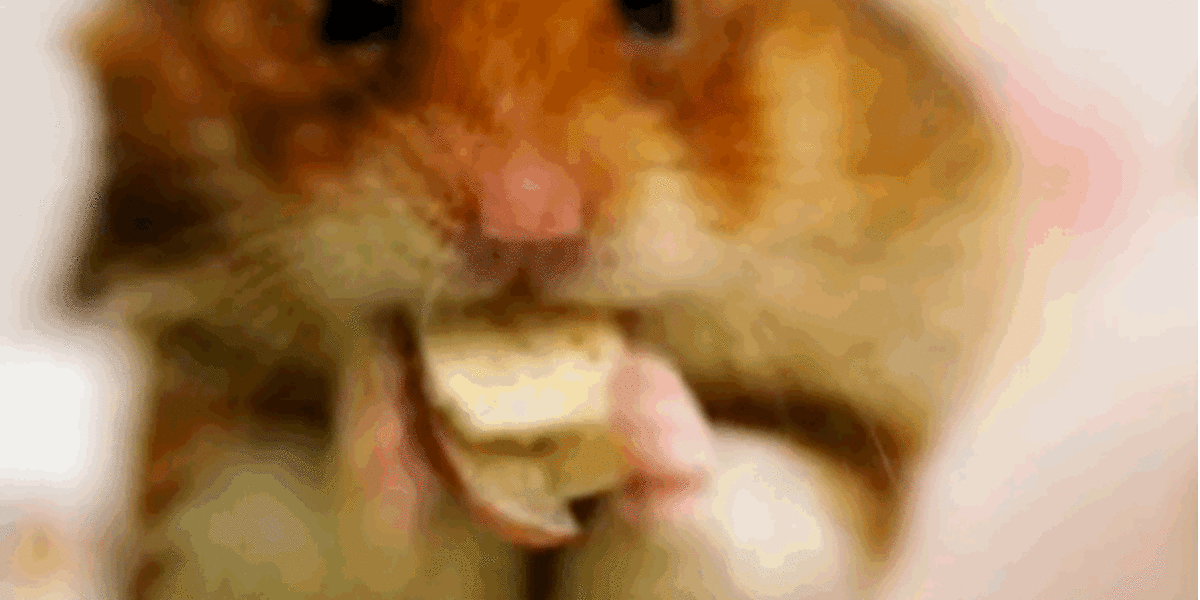 Tiny Hamster Goes HeadToHead Against Kobayashi In A Hot Dog Eating
