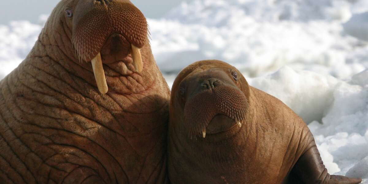 Shell Oil Plots Dominance Of The Land Walruses Call Home - The Dodo