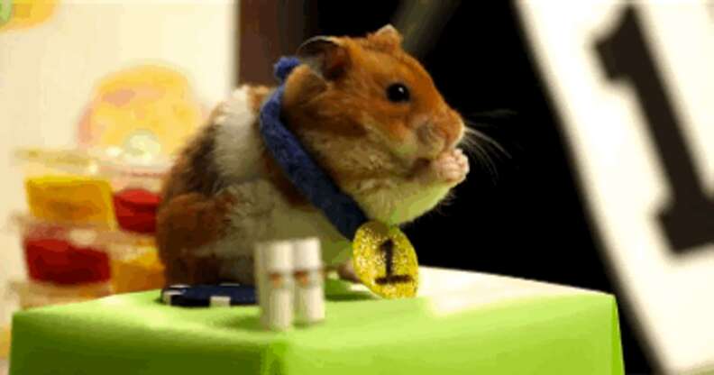 Hamsters hot 2024