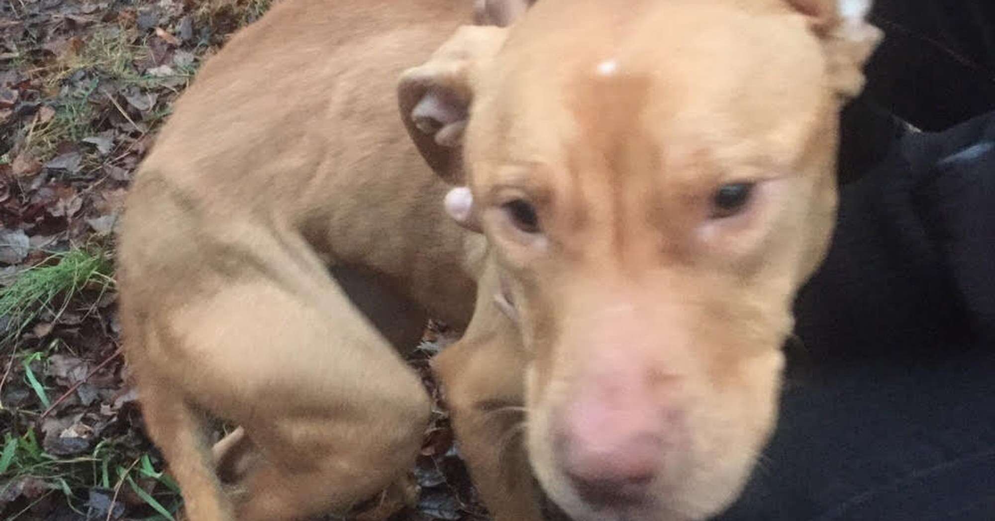 pit bull shortly after being rescued