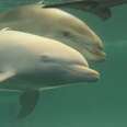 Albino Dolphin Can't Even Open Her Eyes Because Of The Chlorine In Her Tank