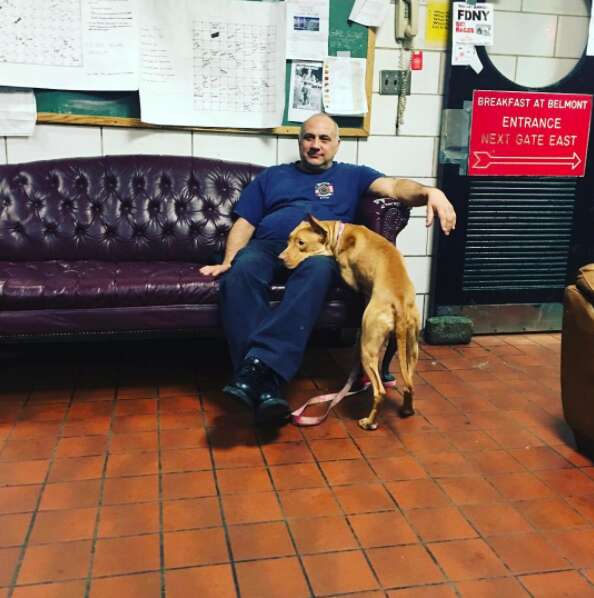 Ashley the pit bull at the fire station