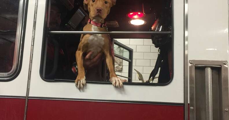 Ashley the pit bull at the fire station