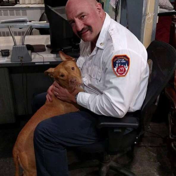 Ashley the pit bull at the fire station