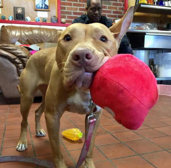 Ashley the pit bull at the fire station