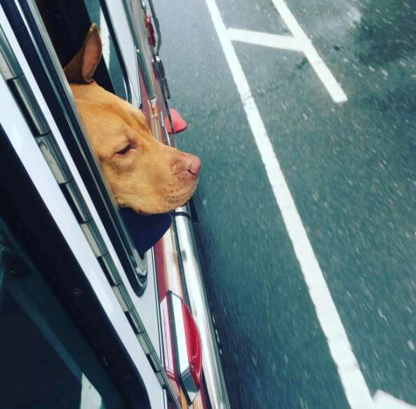 Ashley the pit bull at the fire station