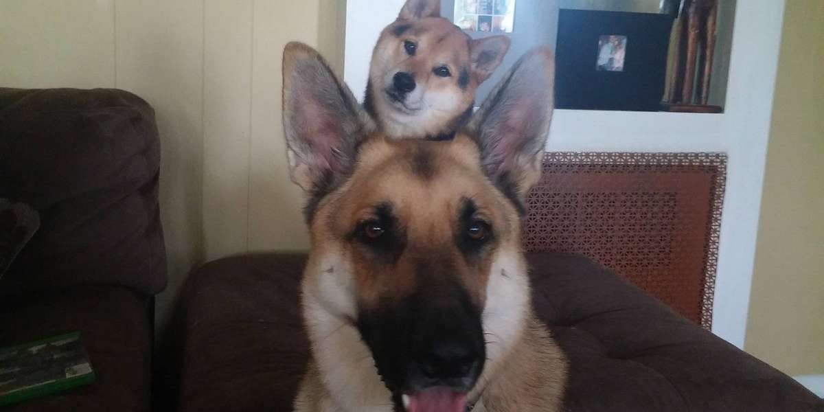 13 Pets Who Are Photobomb Experts - The Dodo