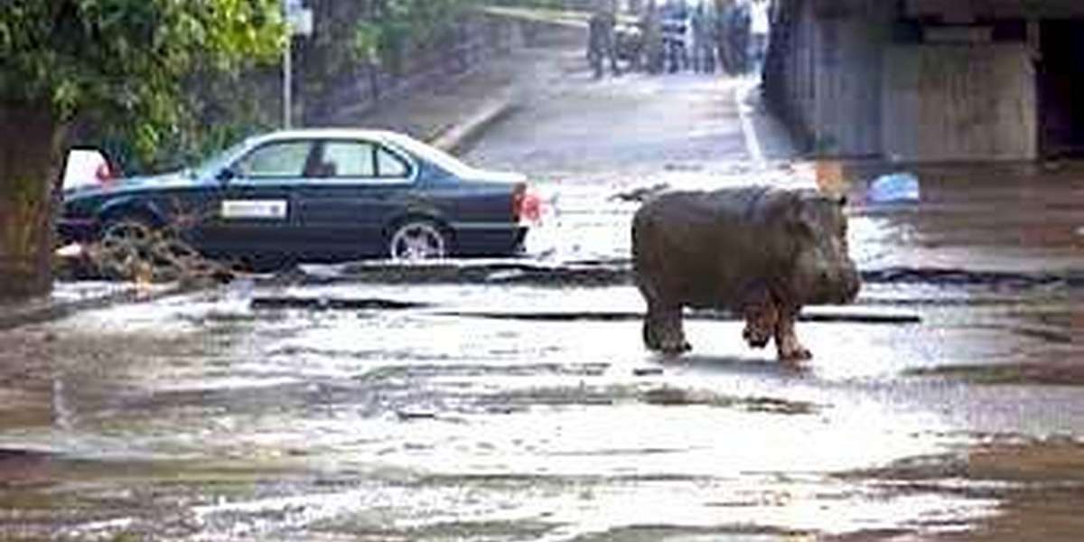 animals escaped from london zoo