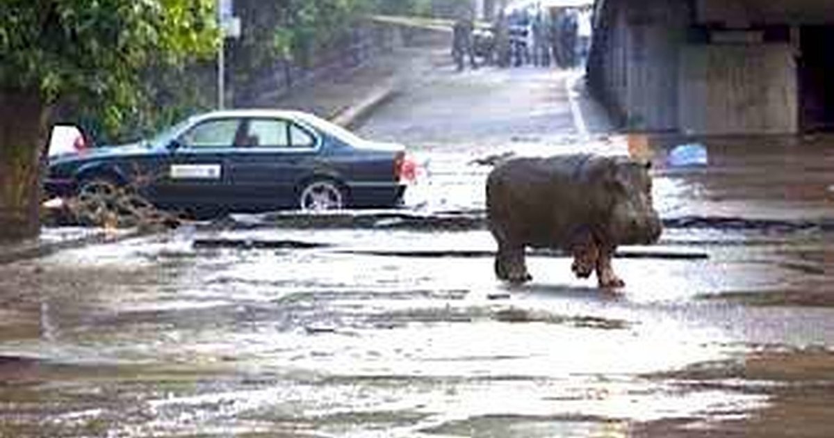 Escaped Zoo Animals Hunted By Rampaging Humans - The Dodo