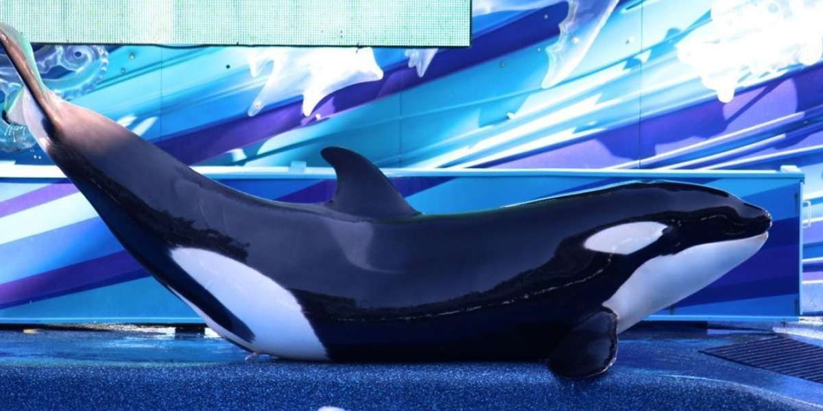 Orca Makaio Almost Caught In A Gate At SeaWorld Orlando_REPOST - The Dodo