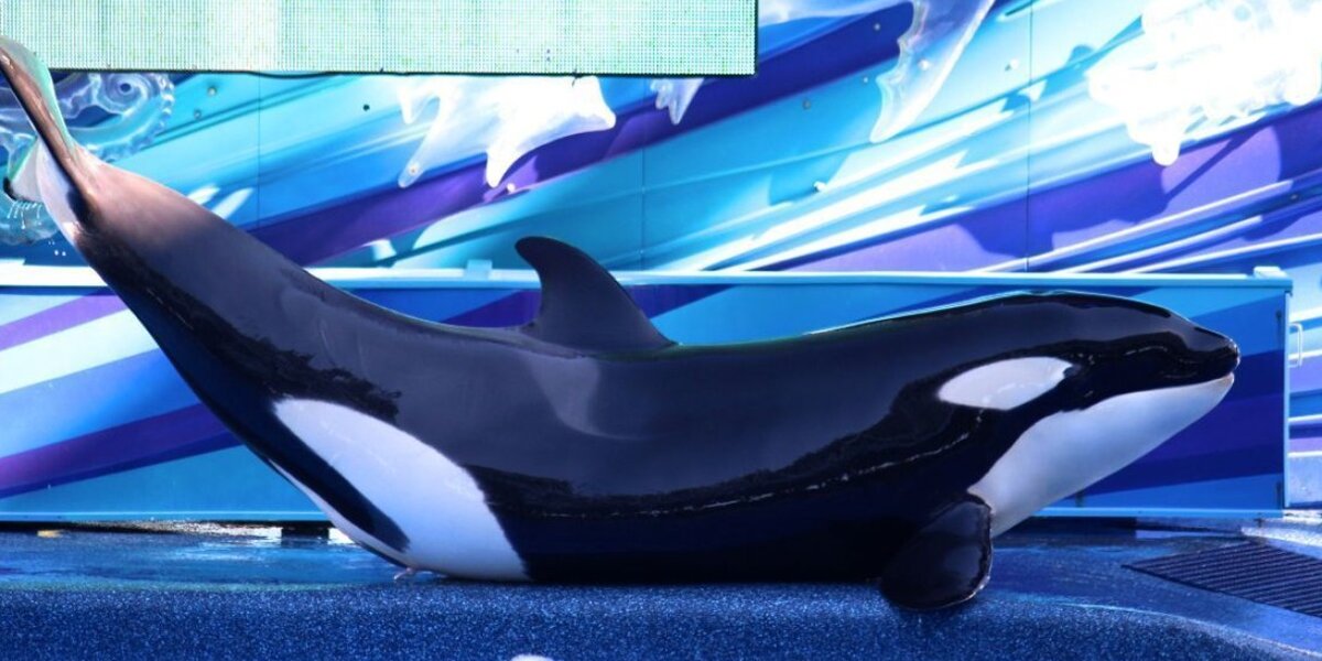 Orca Makaio Almost Caught In A Gate At SeaWorld Orlando_REPOST - The Dodo