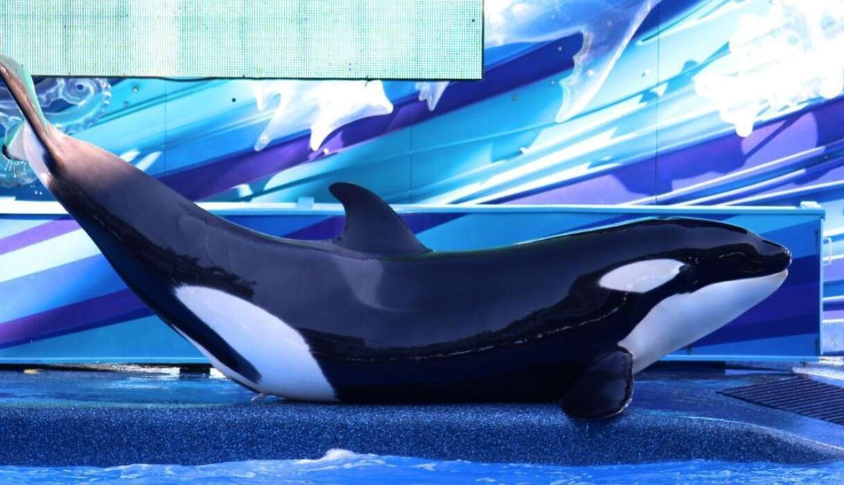 Killer Whale 