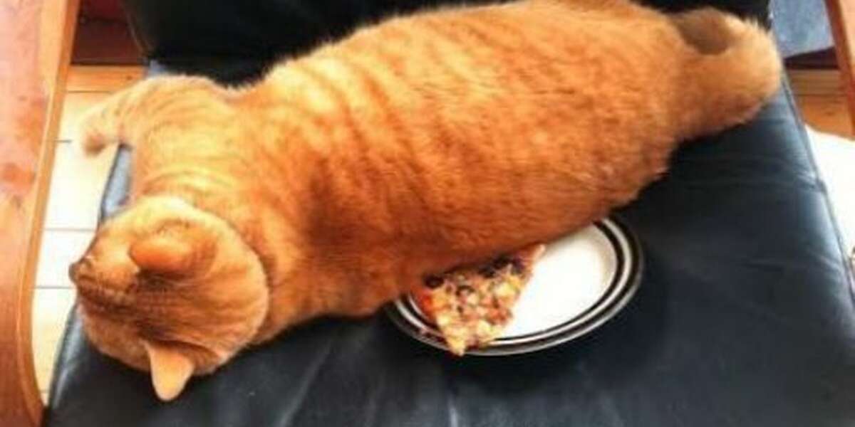 12 Cats Who Are StraightUp Sitting On Your Food The Dodo