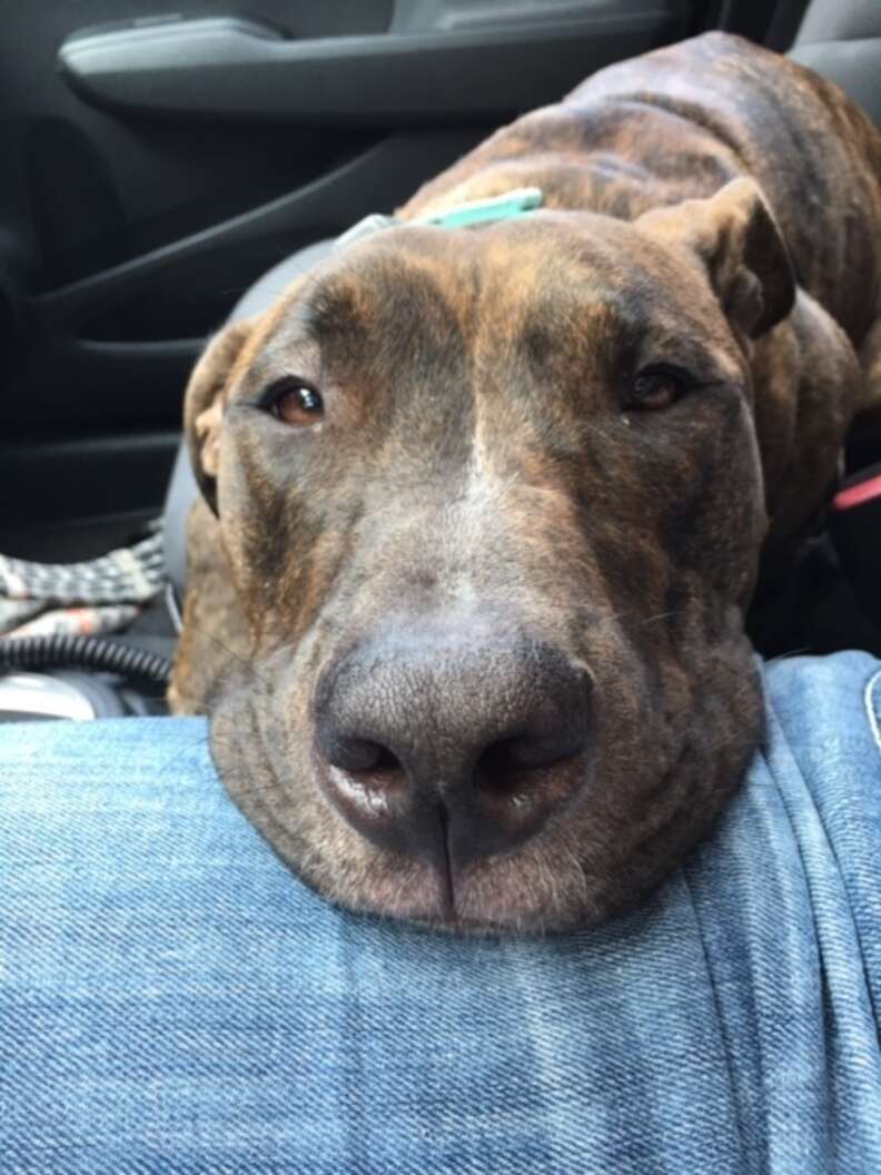 rescue dog hugs his mom every day when she gets home