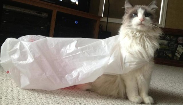 Image result for images cat superheroes