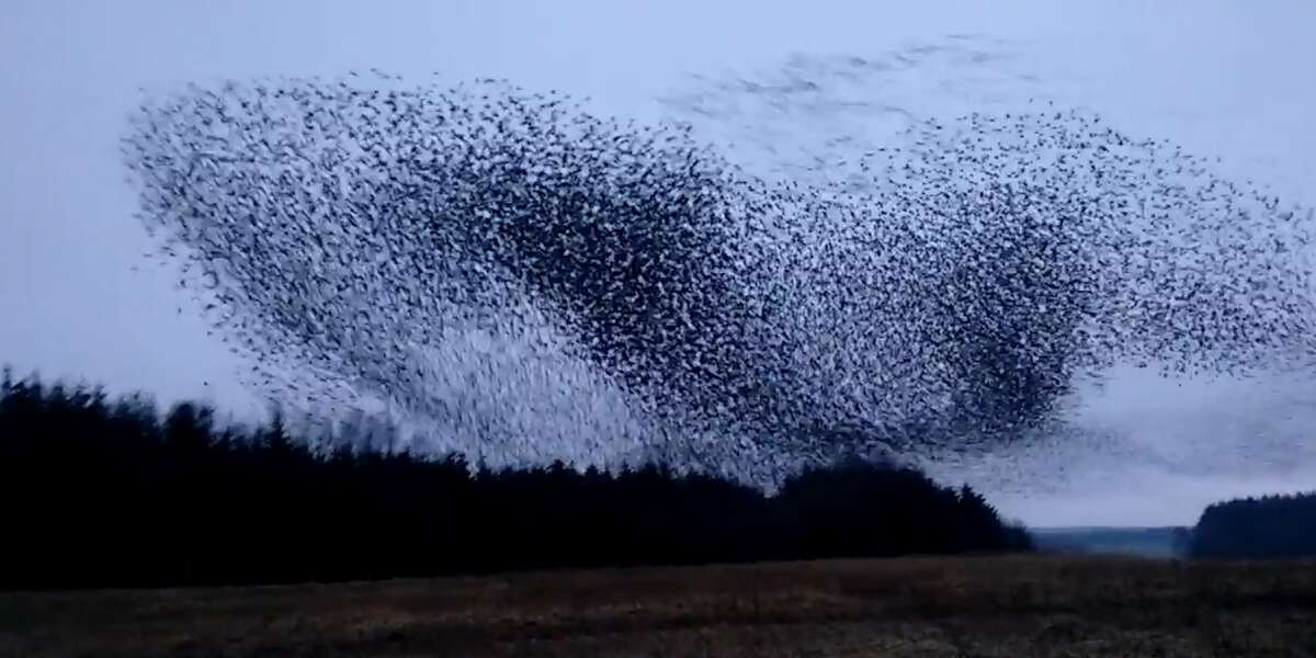 Watch These Birds Fly In The Most Perfect Formation - Videos - The Dodo