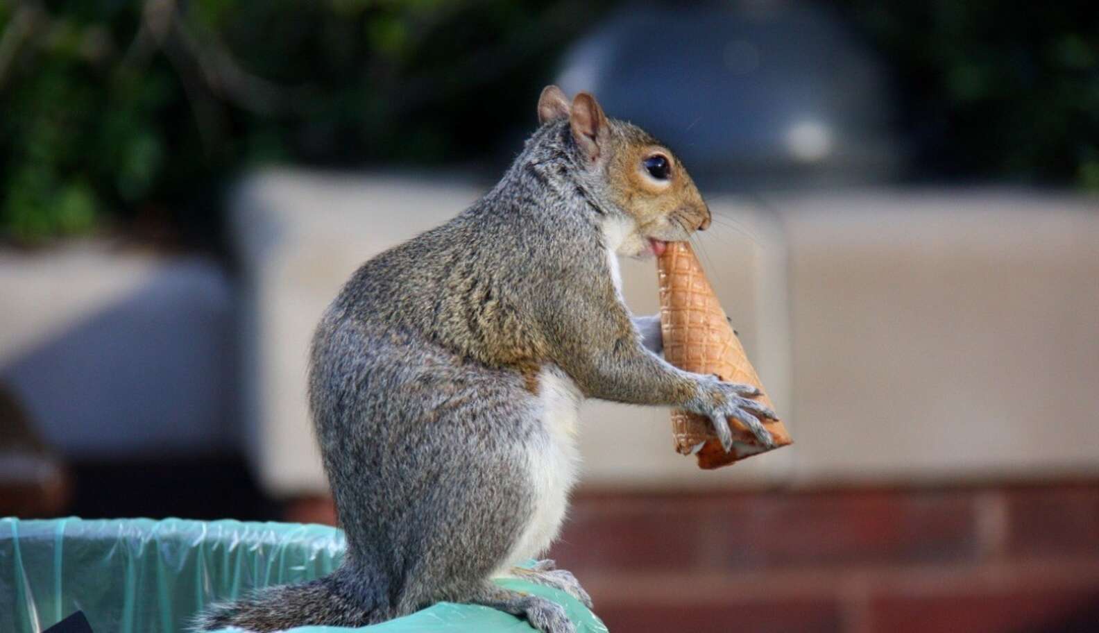 New York City Squirrels Live Just As Well If Not Better Than