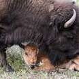 Hundreds Of Wild Bison Are About To Be Killed For No Good Reason