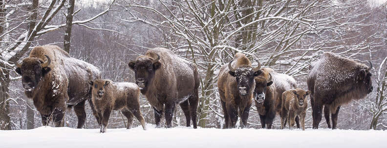 Hundreds Of Wild Bison Are About To Be Killed For No Good Reason - The Dodo