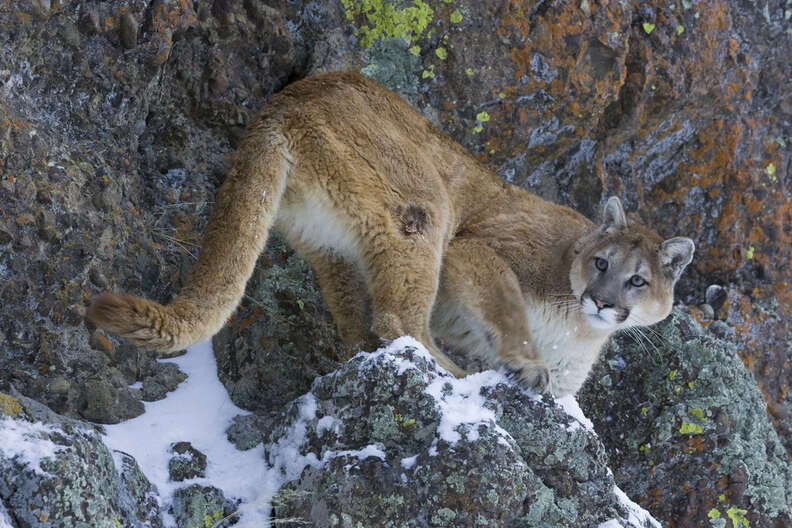 Innocent Mountain Lion Shot To Death Simply For Existing - The Dodo