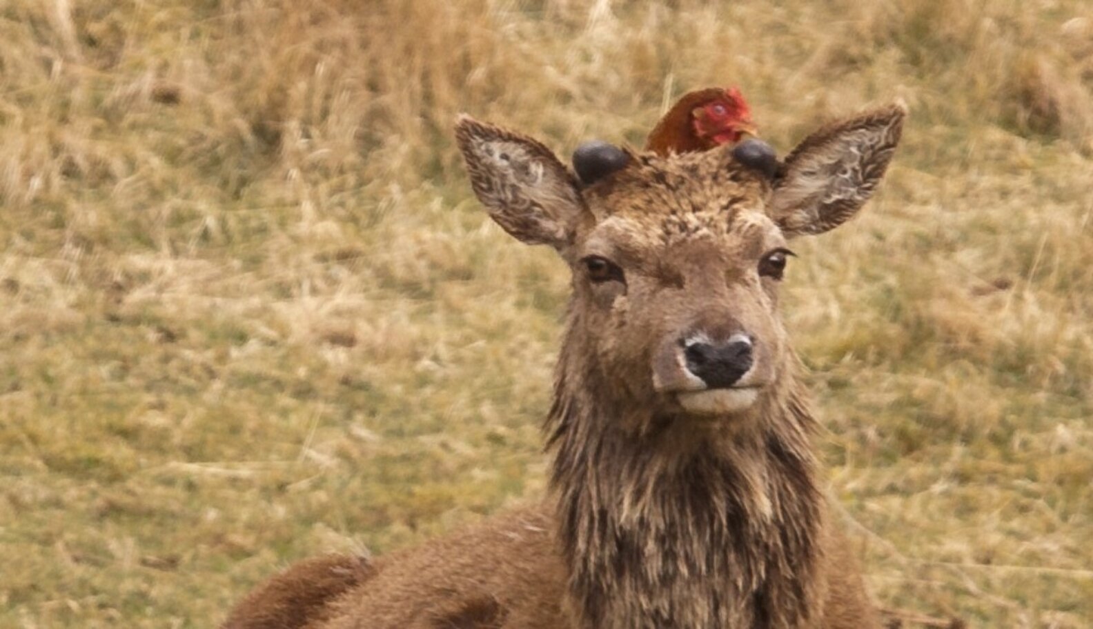 Deer In Scotland Form An Unlikely Friendship With A Flock Of Chickens
