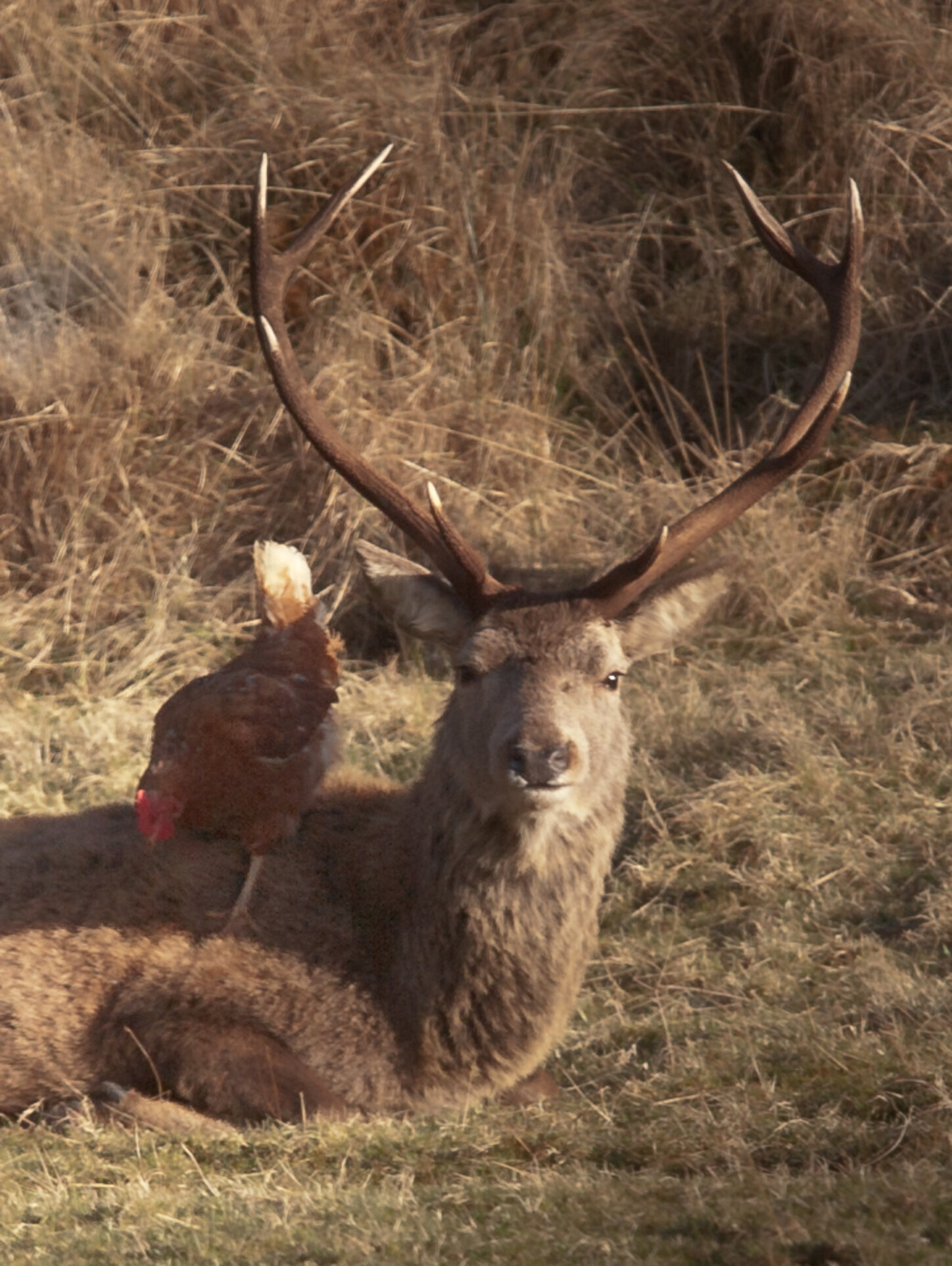 Deer In Scotland Form An Unlikely Friendship With A Flock Of Chickens