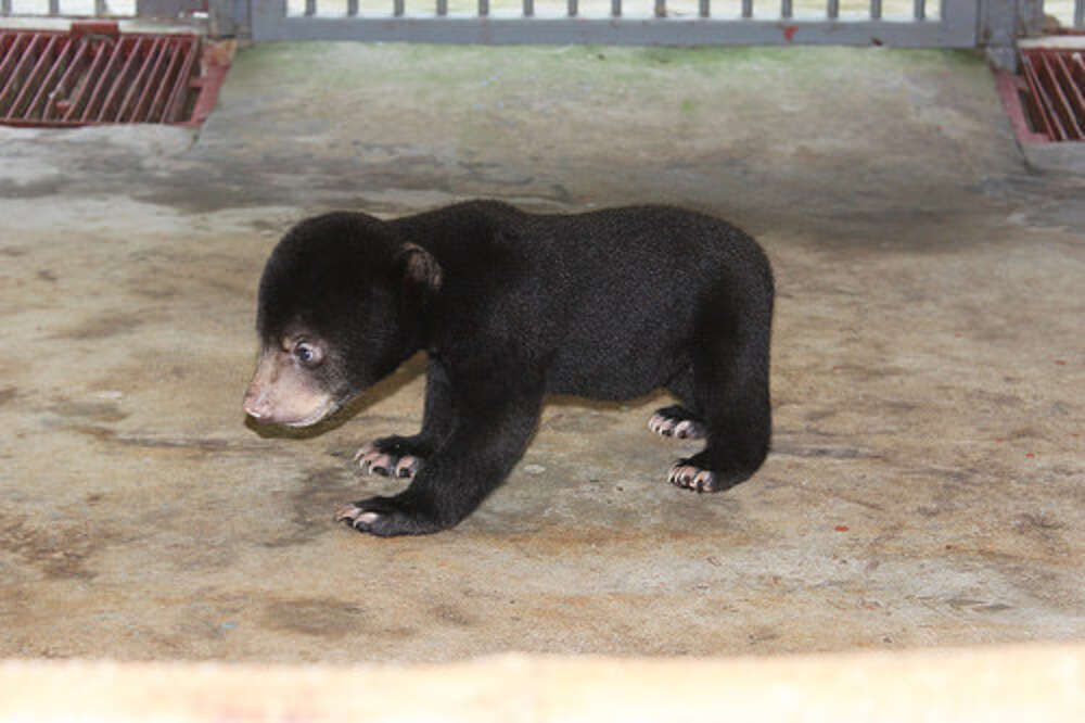 Kidnapped Bear Takes His First Steps Without Mom - The Dodo