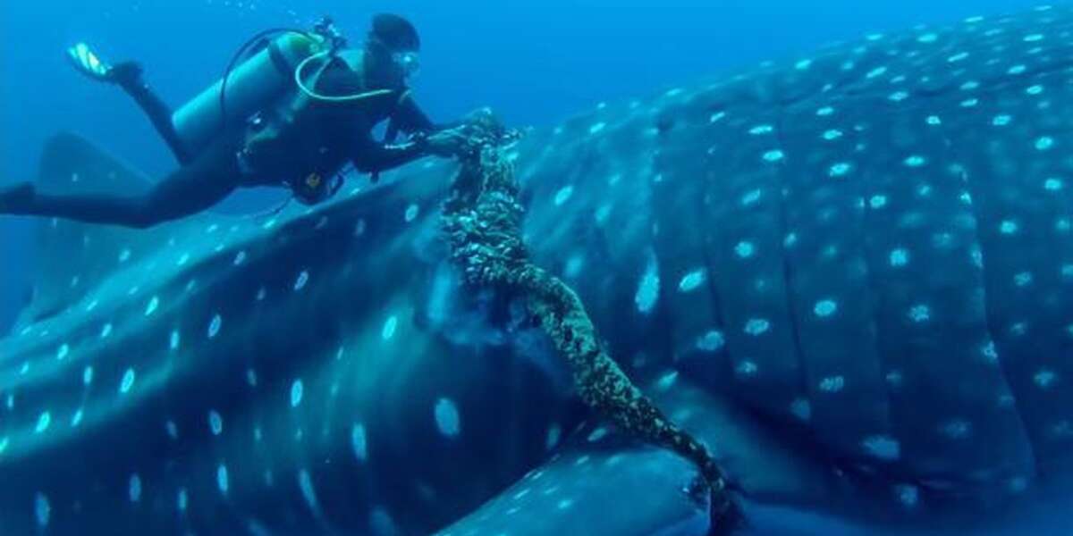 Whale Shark Tangled In Deadly Rope Finds Just The People To Help - The Dodo