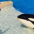SeaWorld Just Announced It's Losing Lots Of Money