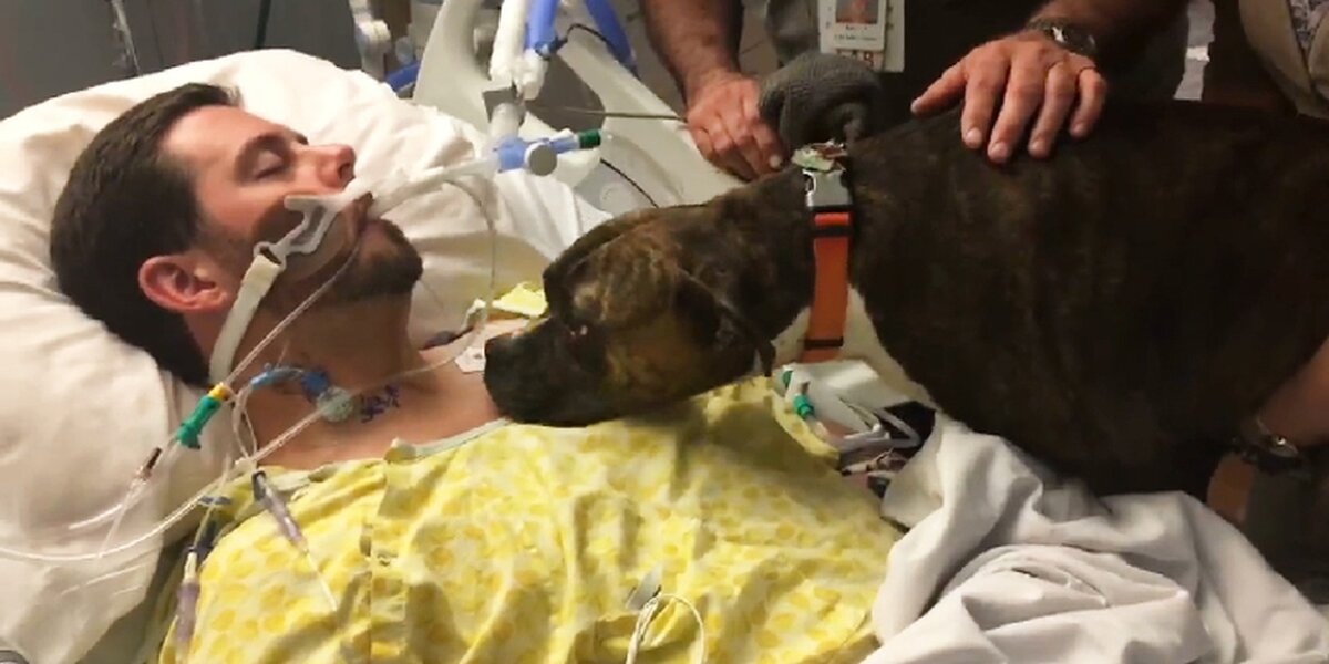 Dog Visits Hospital To Say Goodbye To Her Dying Owner - The Dodo