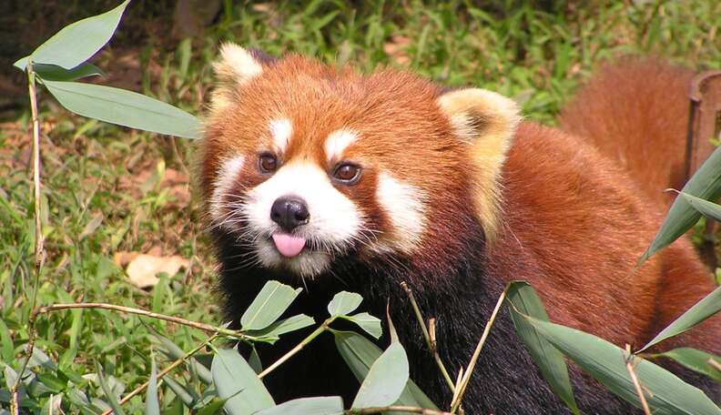 Animals With Names That Will Quite Possibly Confuse You - The Dodo