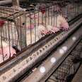 From one school cafeteria to industry-wide change: one activist's perspective on the end of battery cages