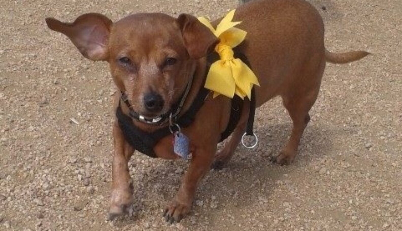 What To Do When You See A Yellow Ribbon On A Dog's Leash The Dodo
