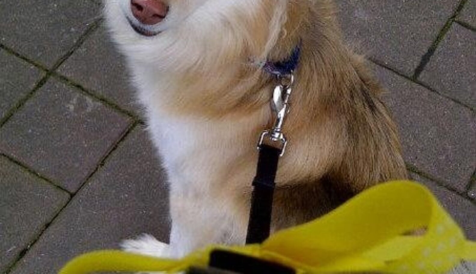 What To Do When You See A Yellow Ribbon On A Dog's Leash The Dodo