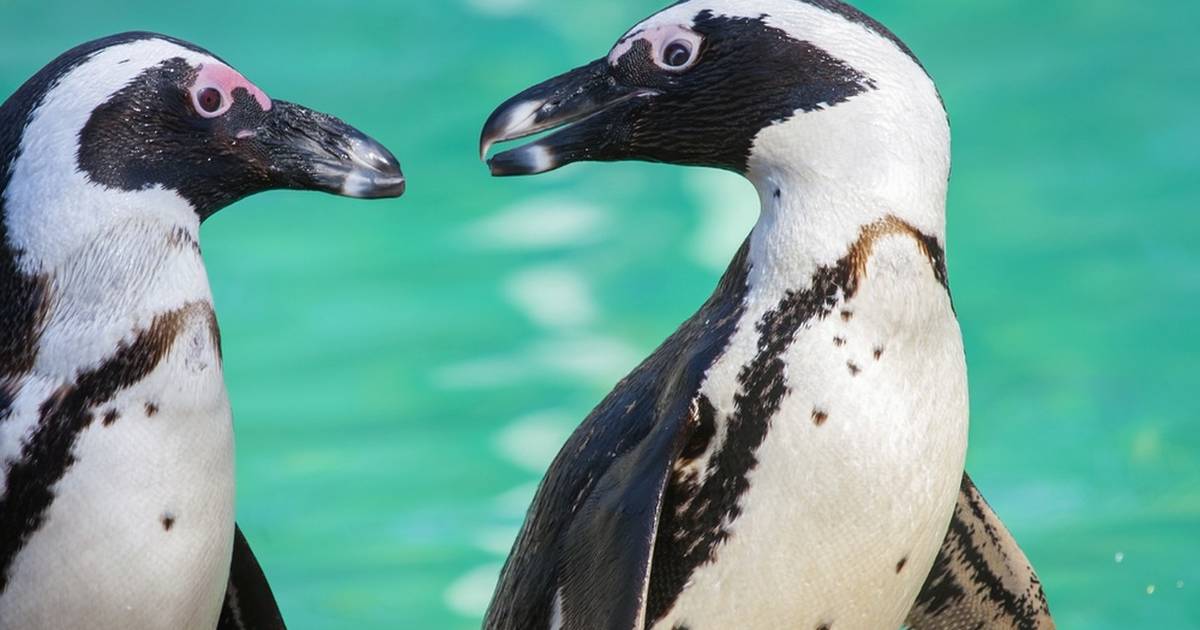 Gay Penguins Prove That Love Is Winning - The Dodo