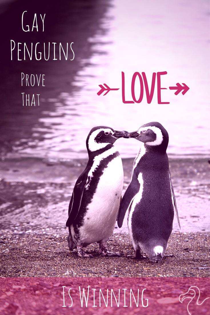 Gay Penguins Prove That Love Is Winning - The Dodo