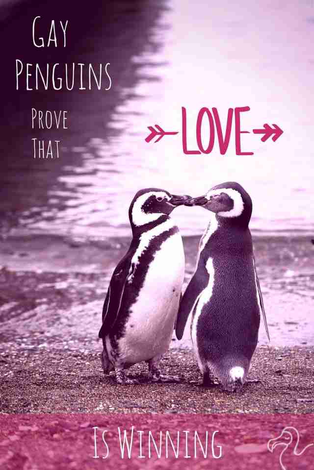 Gay Penguins Prove That Love Is Winning The Dodo 