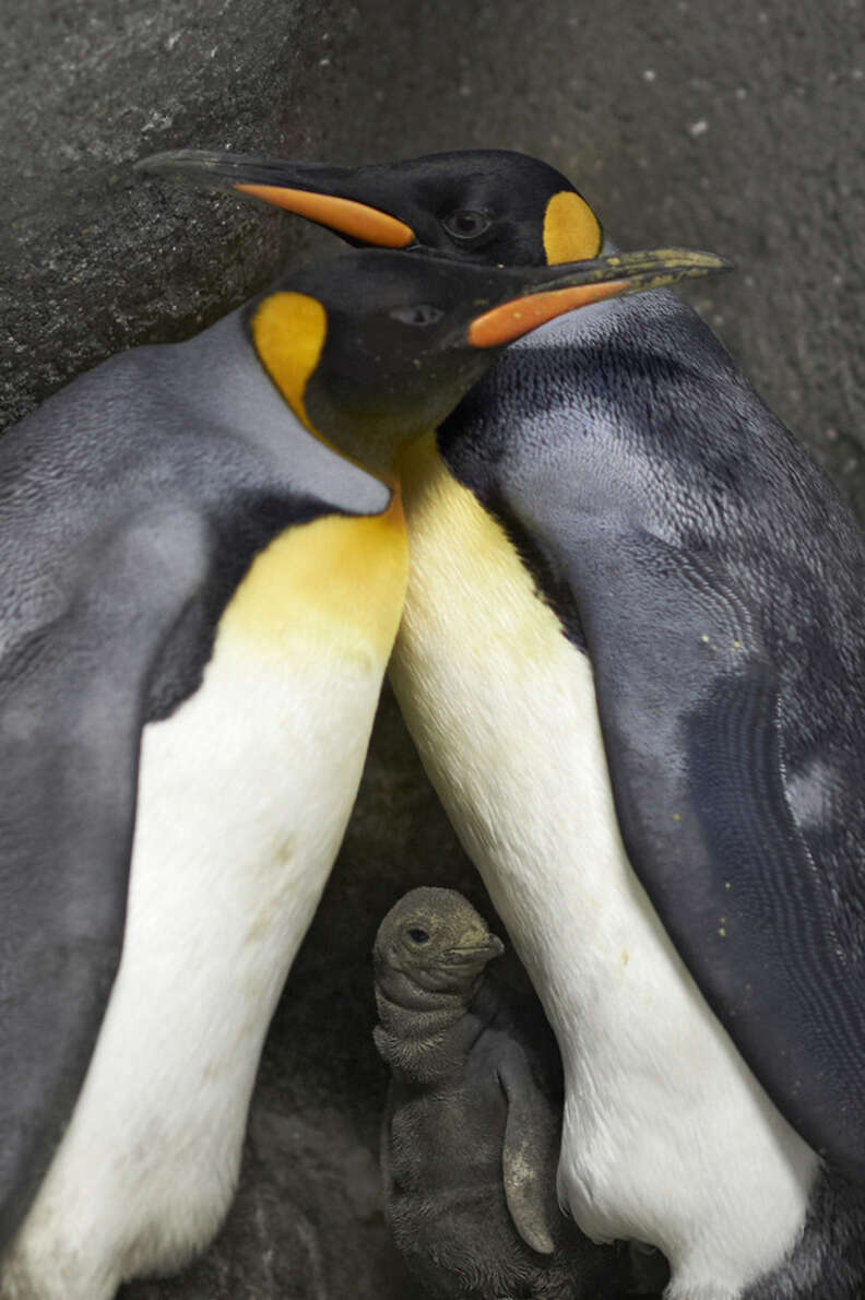 Gay Penguins Prove That Love Is Winning - The Dodo