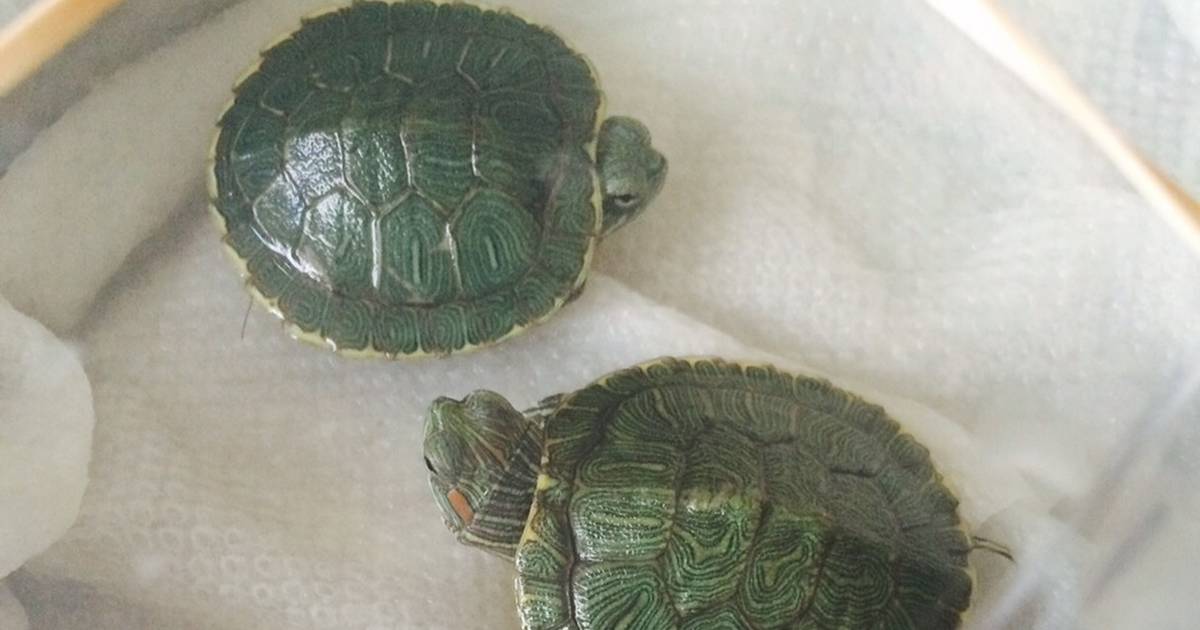 Hundreds Of Baby Turtles, Trapped In Boxes, Bound For Freedom