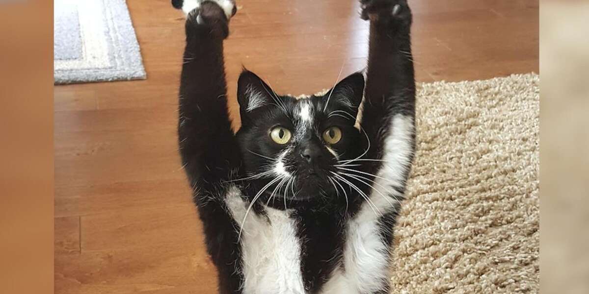 This Cat Can't Stop Putting Her Arms In The Air — And No One Knows Why