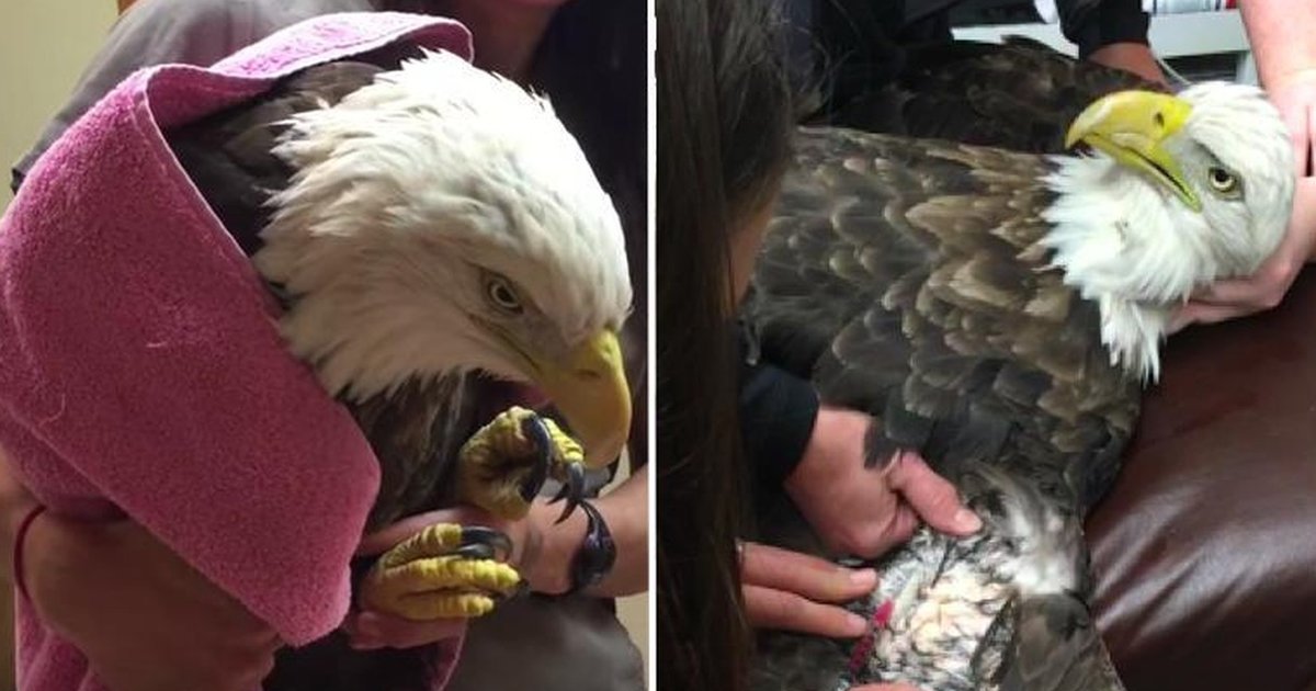 Bald Eagle Killed By Gun That Never Shot Him The Dodo