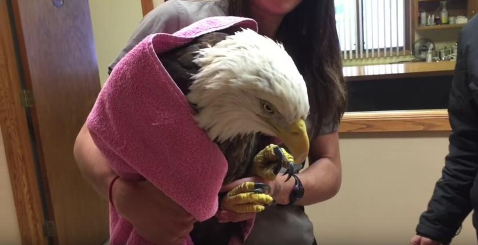 Bald Eagle Killed By Gun That Never Shot Him The Dodo