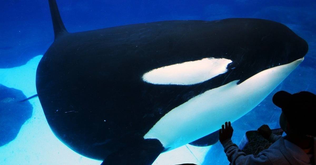 Baby Beluga Dies At SeaWorld After 3 Weeks In A Tank - The Dodo