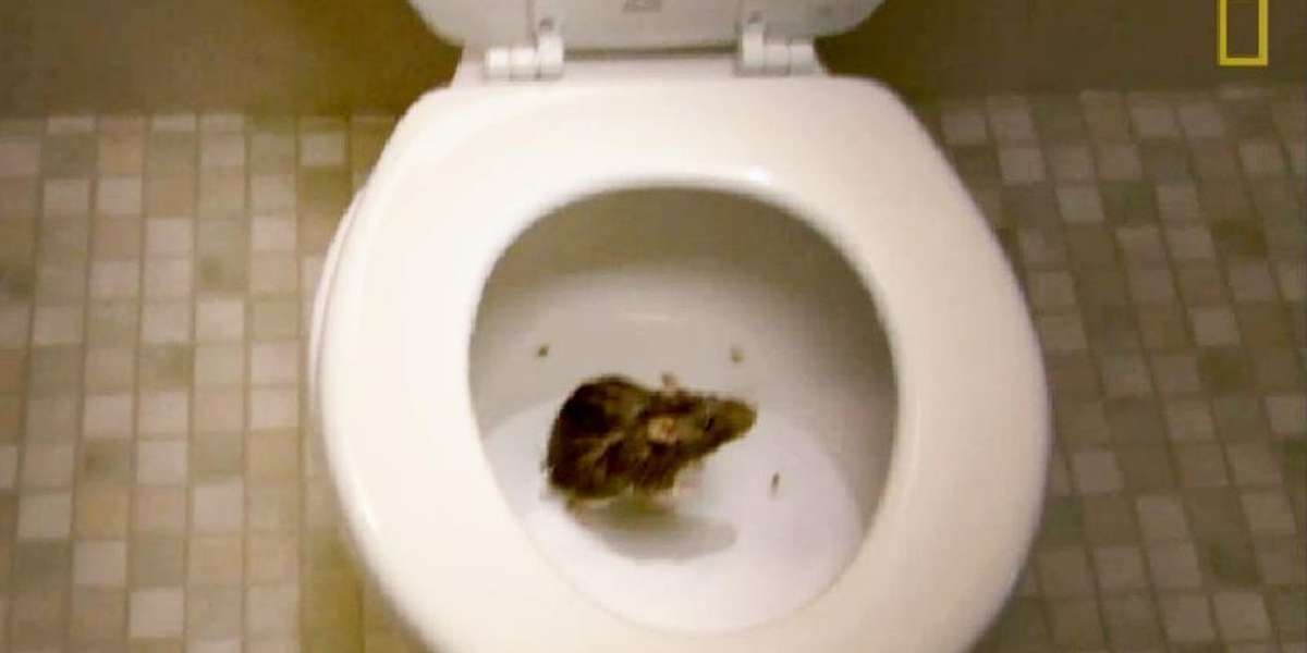 Rats Swim Up Toilets All The Time. I Met One. The Dodo