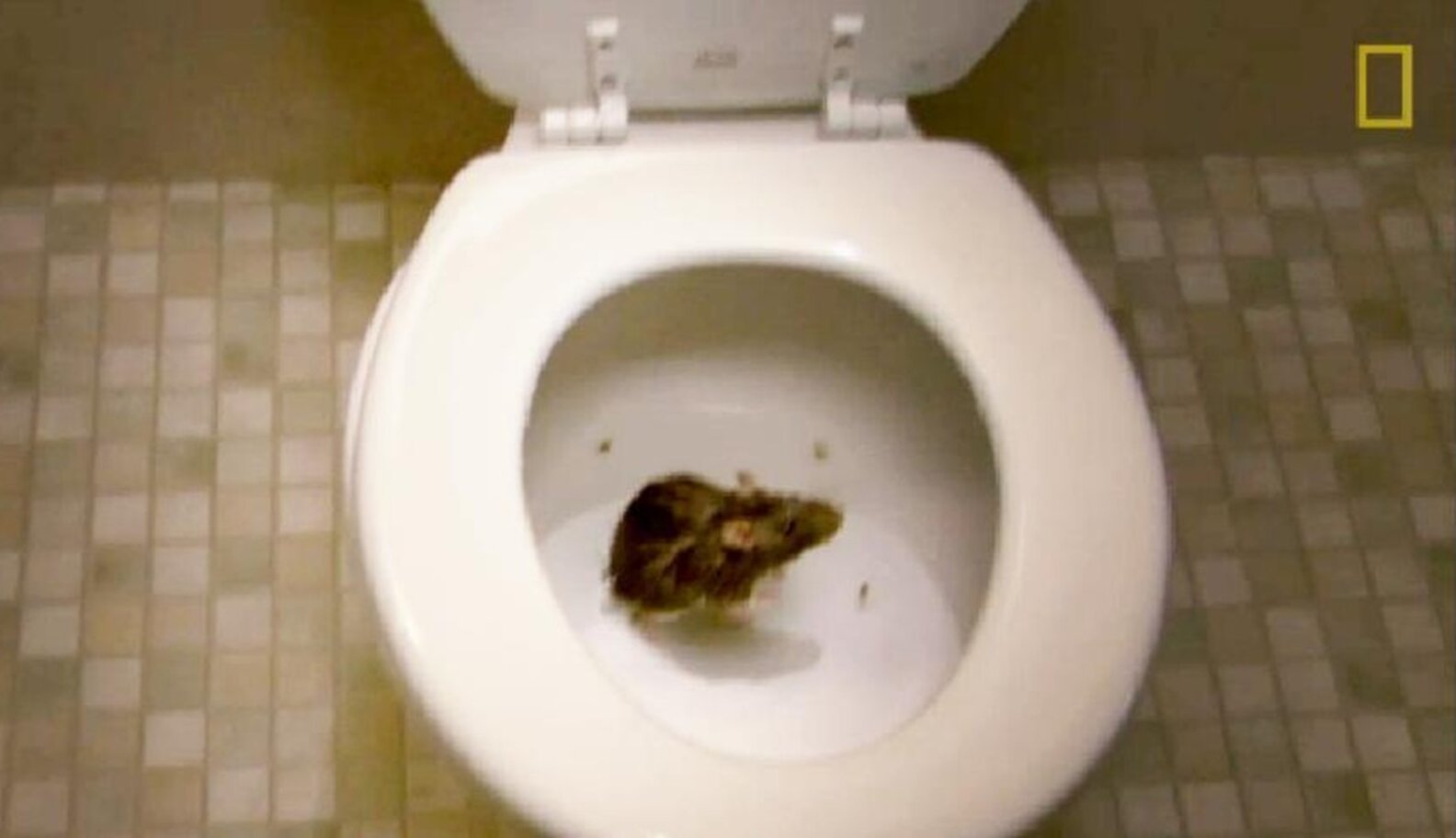 Rats Swim Up Toilets All The Time. I Met One. The Dodo