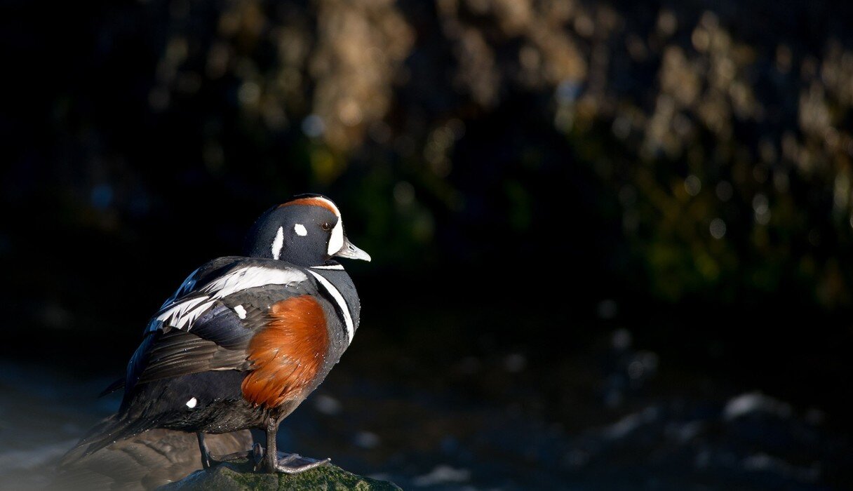 Colors In Nature: Black - The Dodo